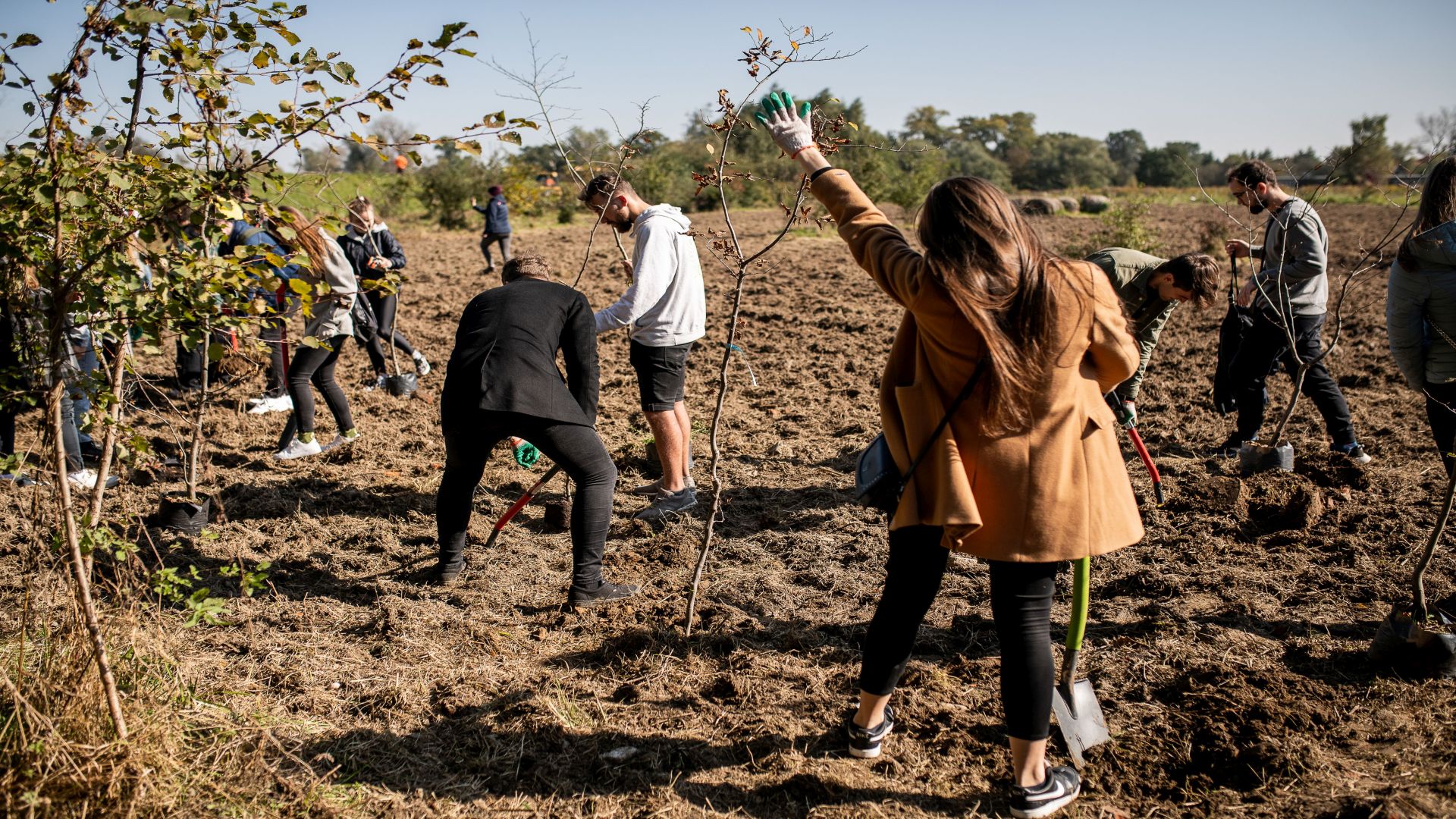 Studentki i studenci wraz z pracownikami i dziećmi z pobliskiej szkoły sadzą małe drzewka do przygotowanego gruntu.