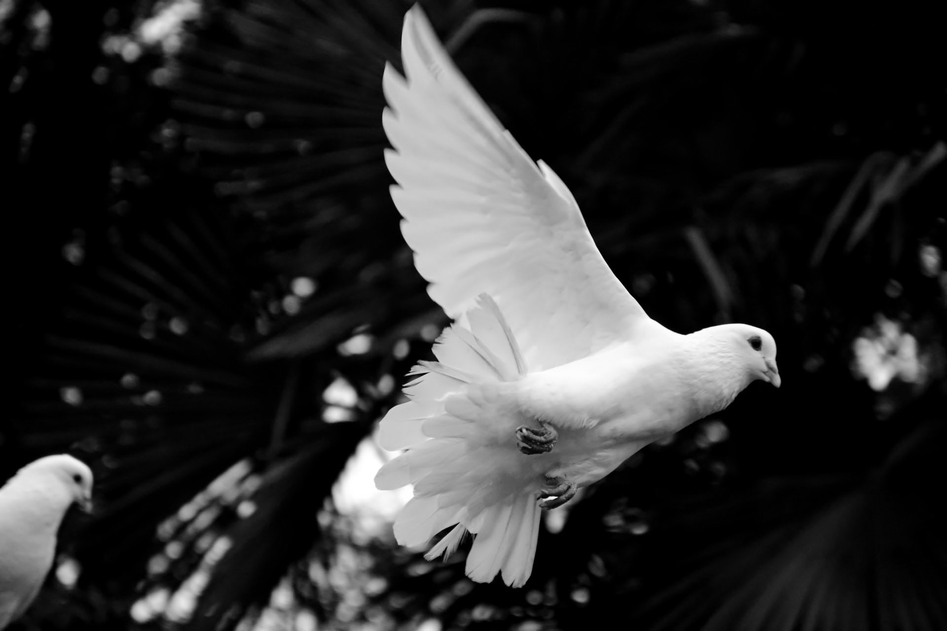 Czarno-białe zdjęcie. Lecący biały gołąb na tle drzew.