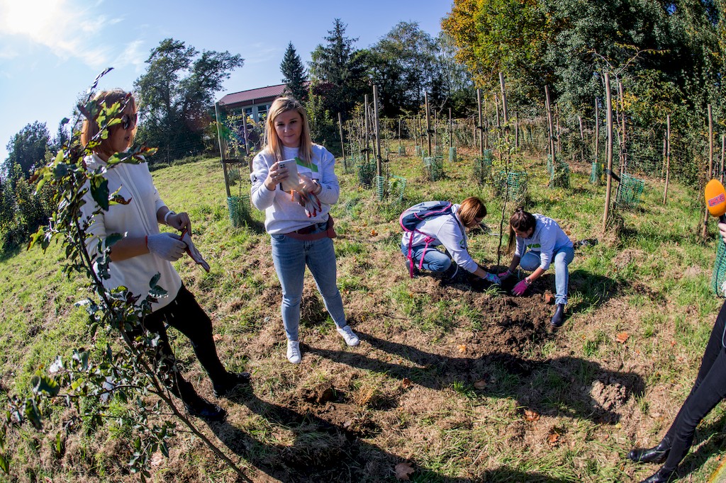 Cztery kobiety w szarych bluzach wydziałowych sadzą drzewka